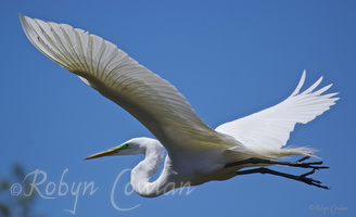 great egret fly robyn c