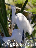 egret pair