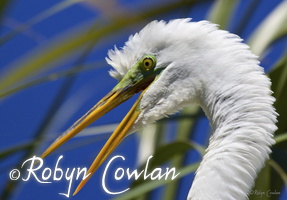 egret head robyn c