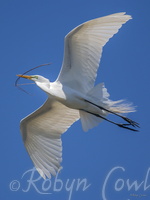 egret flight nest