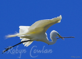 egret flight nest twig