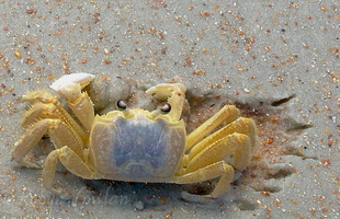 crab dig