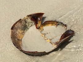 horseshoe crab shell