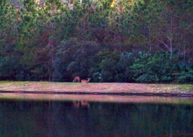 deer across pond