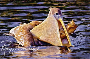 pelican eating fish paint4