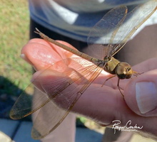 Robyn Cowlan Dragonfly in hand