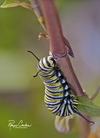 Robyn Cowlan Monarch Caterpillar
