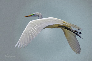 Robyn Cowlan Great Egret mid flight