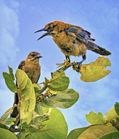 Robyn Cowlan birds on branch 4