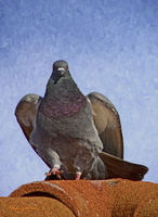 Robyn Cowlan Pigeon playing hawk