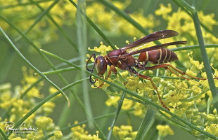 Robyn Cowlan Wasp