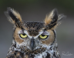 Robyn Cowlan owl 2