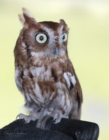 Robyn Cowlan screeh owl