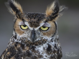 Robyn Cowlan Owl