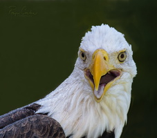 Robyn Cowlan eagle look