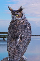 Robyn-Cowlan-owl-composite