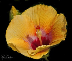 Robyn Cowlan Tropical Hibiscus2