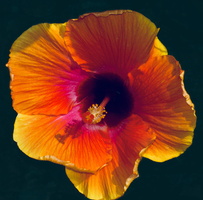 Robyn Cowlan Vibrant tropical hibiscus