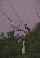Robyn Cowlan Evening Egrets 2