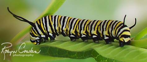 Robyn Cowlan Pattern 1 Caterpillar