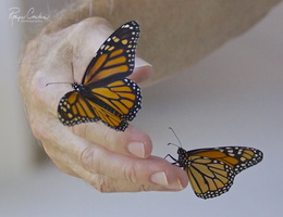 Robyn Cowlan butterflies hand 2