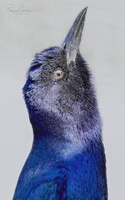 Robyn Cowlan Grackle looks up