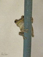 Robyn Cowlan Hang in there froggy B