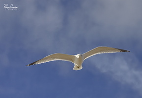 Robyn Cowlan Seagull flying