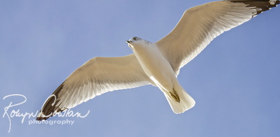 Gull flight 1