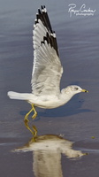 Robyn Cowlan Seagull landing