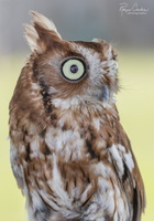 Robyn Cowlan lil owl