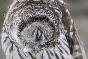 Sleeping owl
