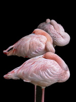 Robyn Cowlan Flamingos