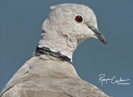 Robyn Cowlan Eurasian Dove