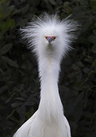 Robyn Cowlan silly egret