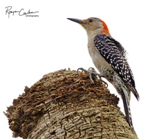 Robyn Cowlan woodpecker crop 2