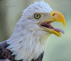 Robyn Cowlan eagle profile web
