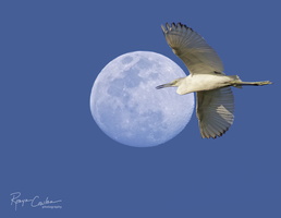 Robyn Cowlan Flying past the moon