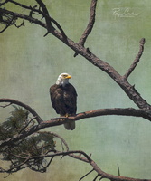 Eagle-in-tree