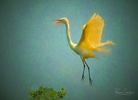 great-egret-landing