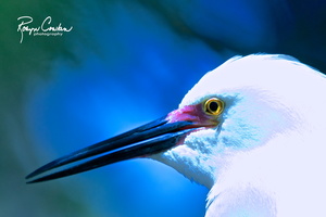 color-egret