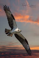 Osprey sunset