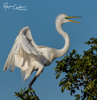 Great Egret takeoff