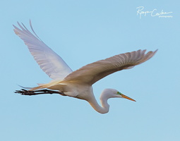 Great Egret Flight