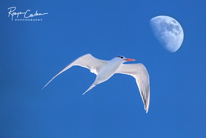 tern and moon