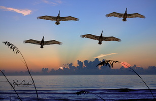pelican sunrise