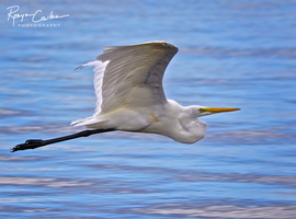 Great egret fly