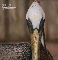 one eye open pelican