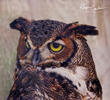 owl profile 2