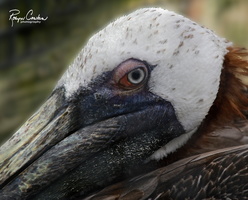Pelican face lg